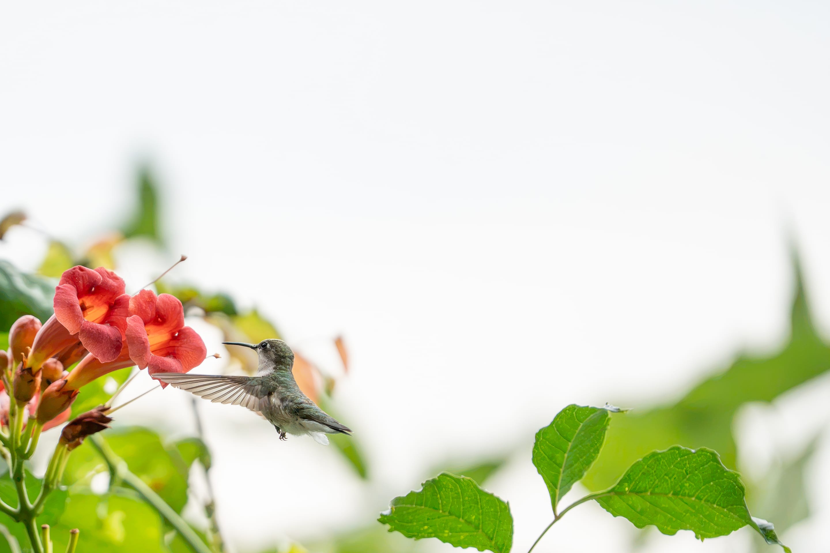 A hummingbird hovering at trumpet vine flowers in bright light