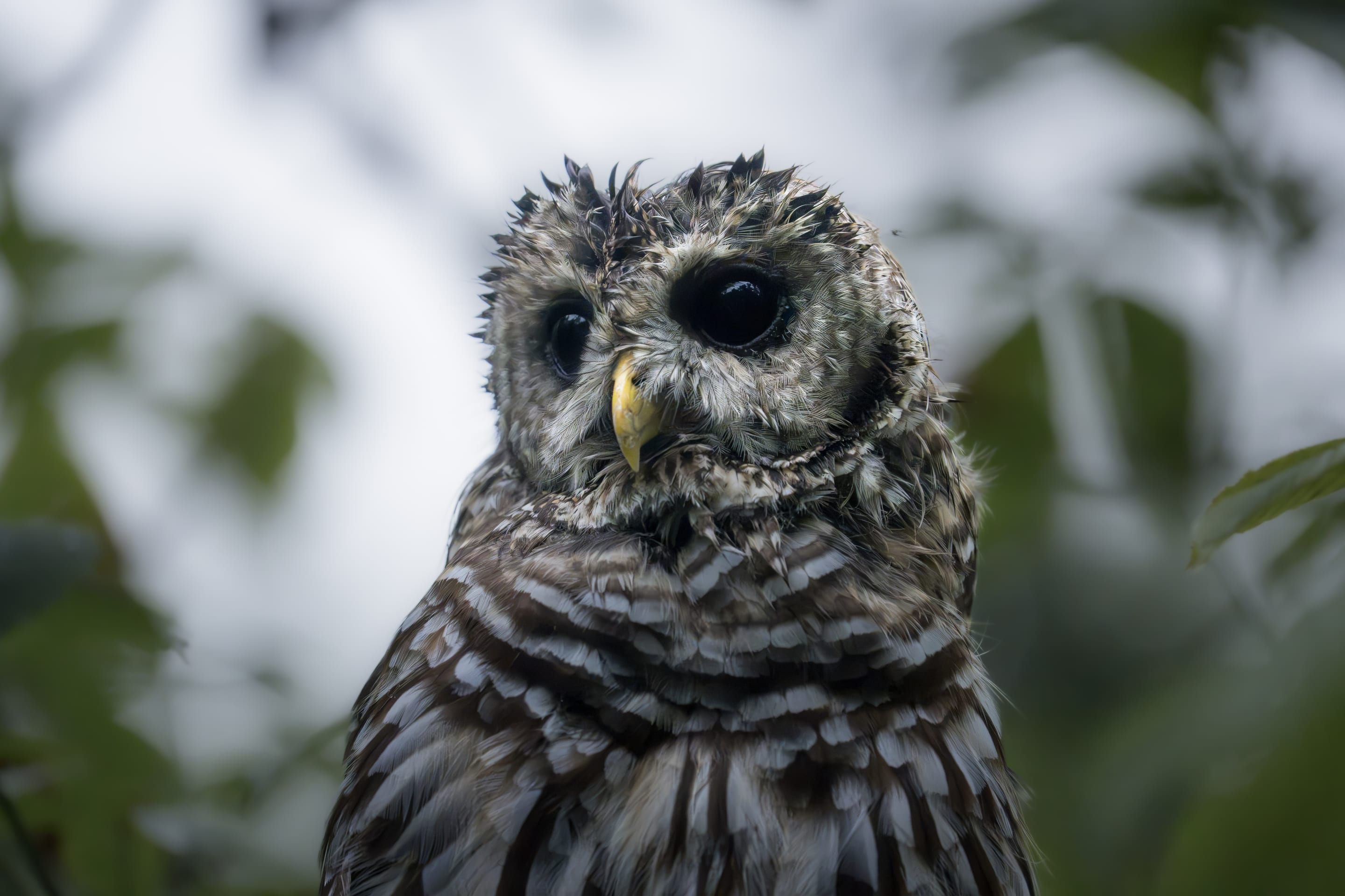 Barred owl, turning