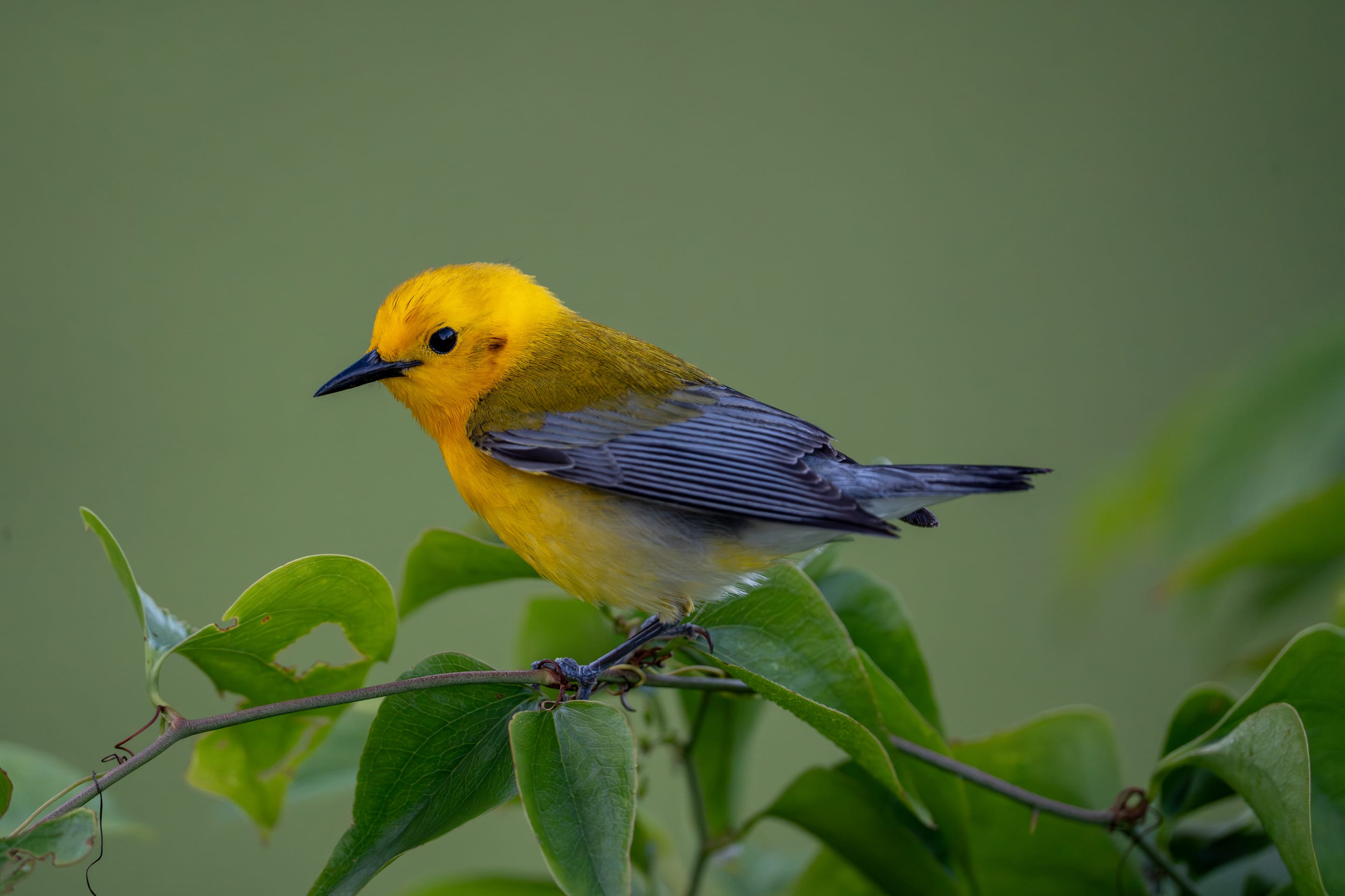 A prothonotary warbler, gold-headed and slate-winged, perched on a green vine