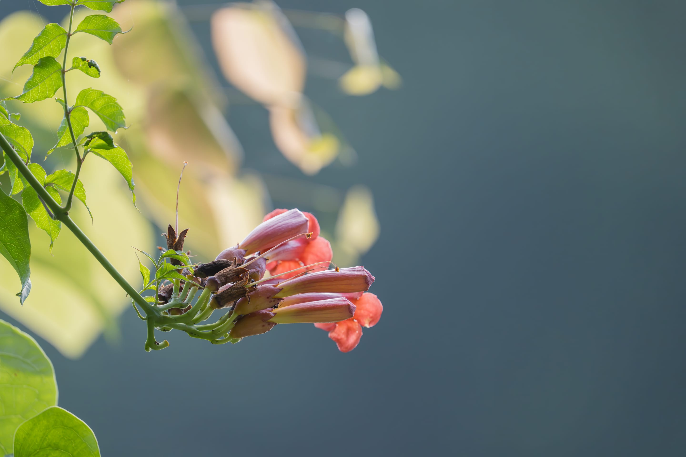 Trumpet vine buds against dark water