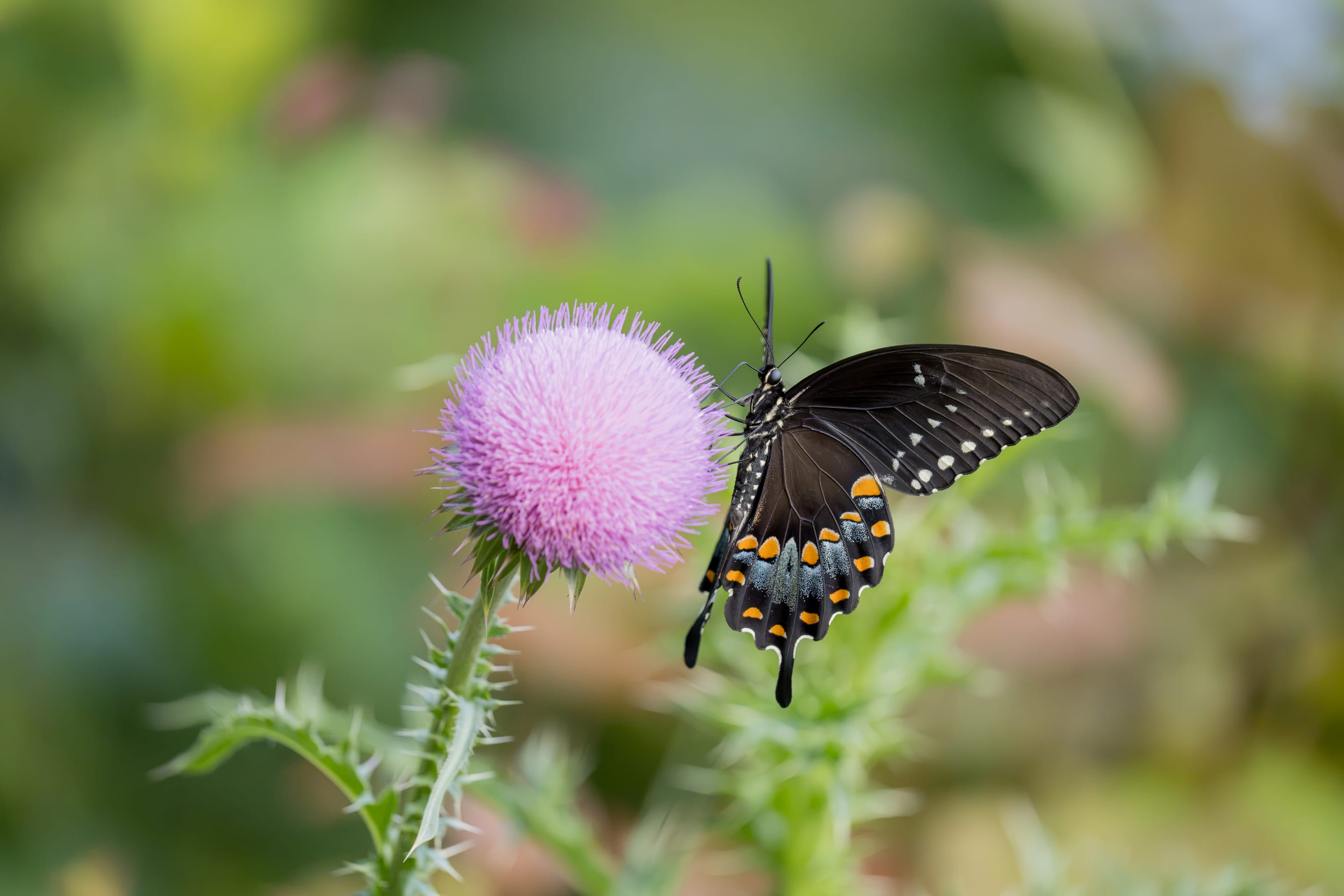 A black swallowtail butterfly feeding on a pink thistle