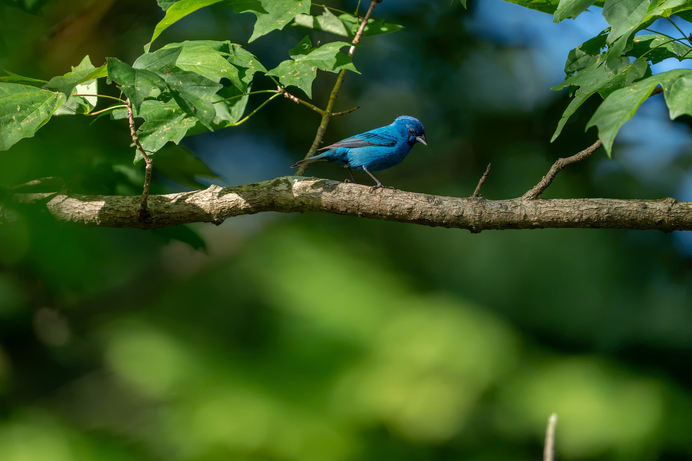 An indigo bunting on a bare branch in dappled light