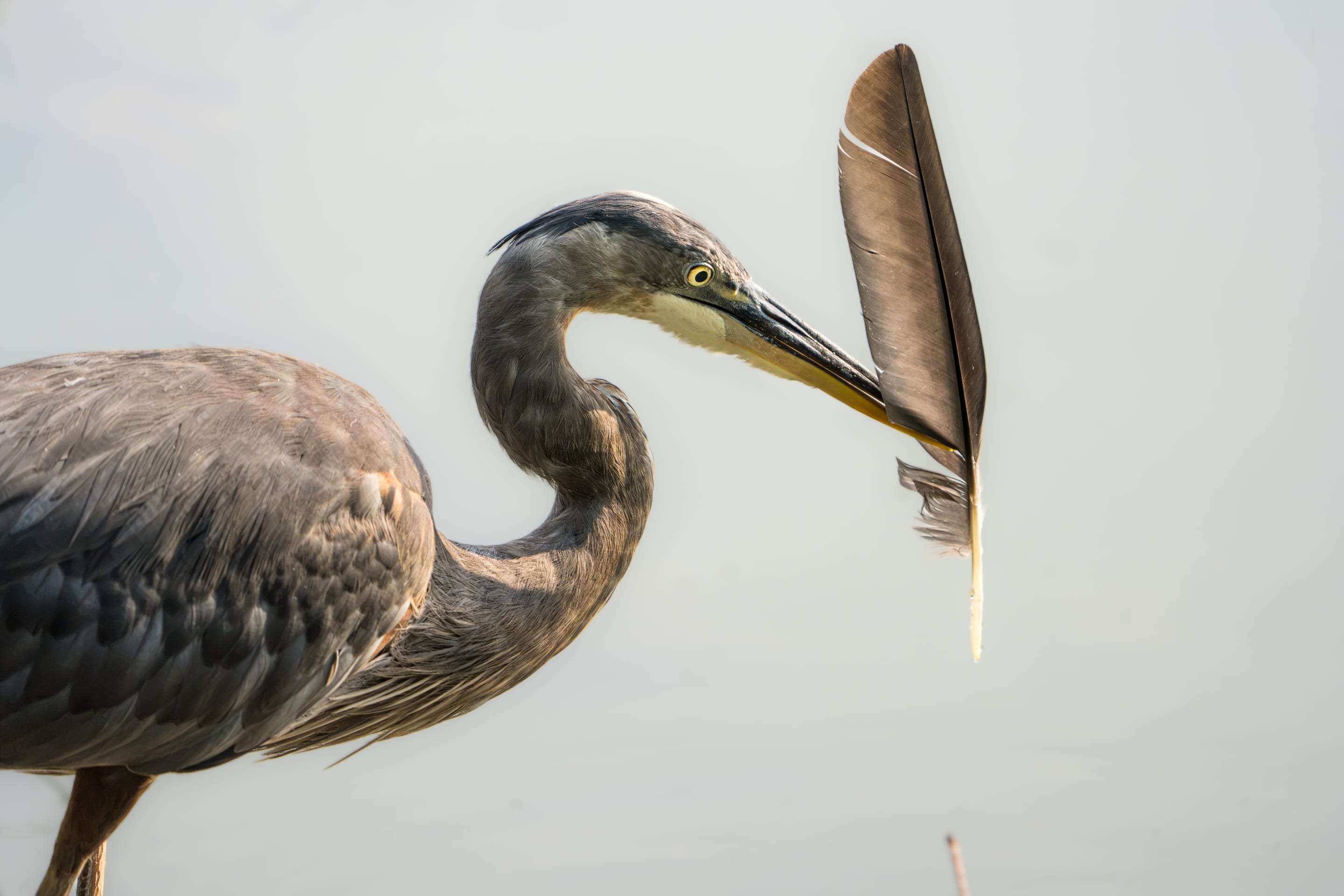 A great blue heron holding a fallen feather in its beak