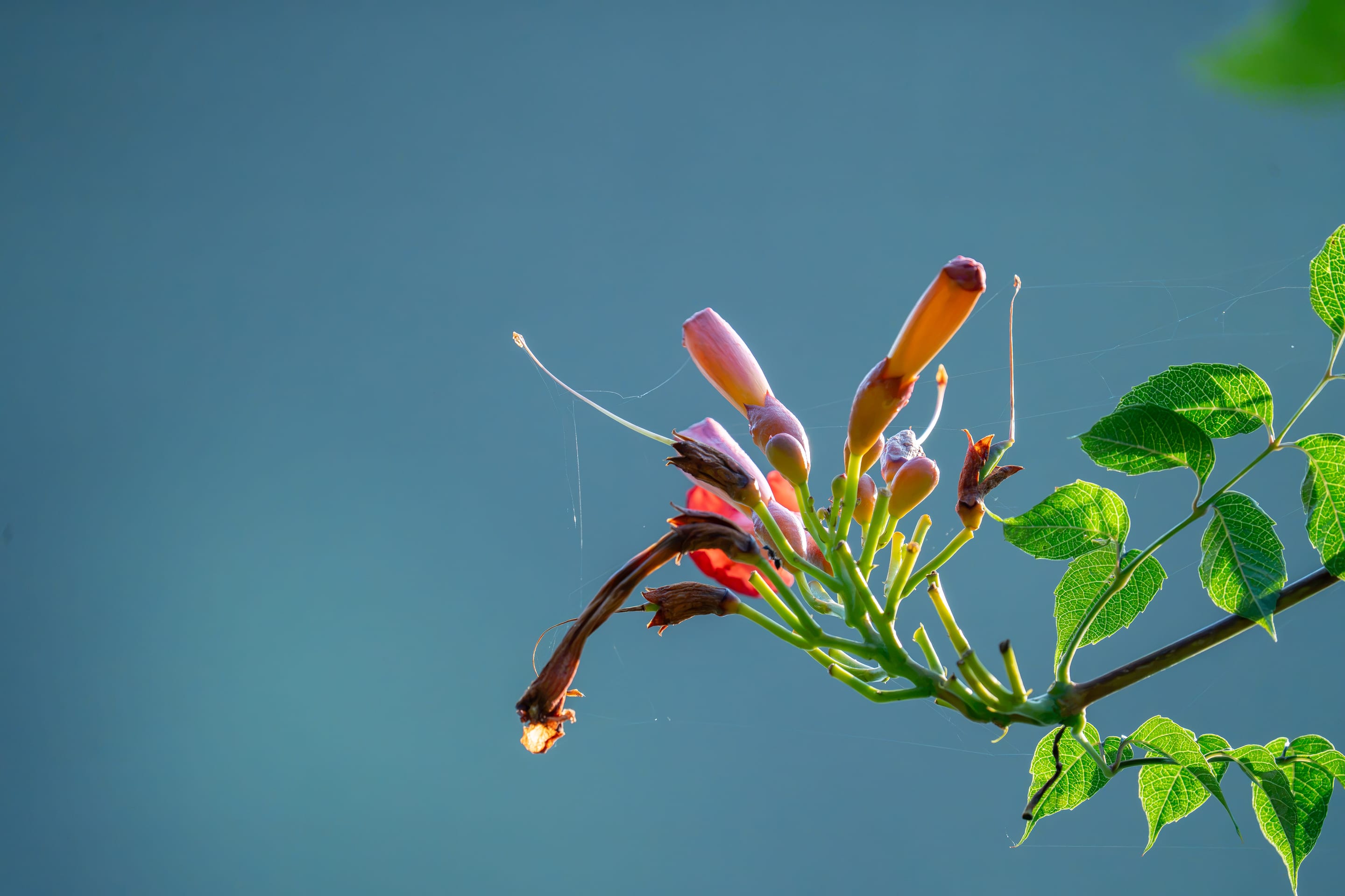 Trumpet vine