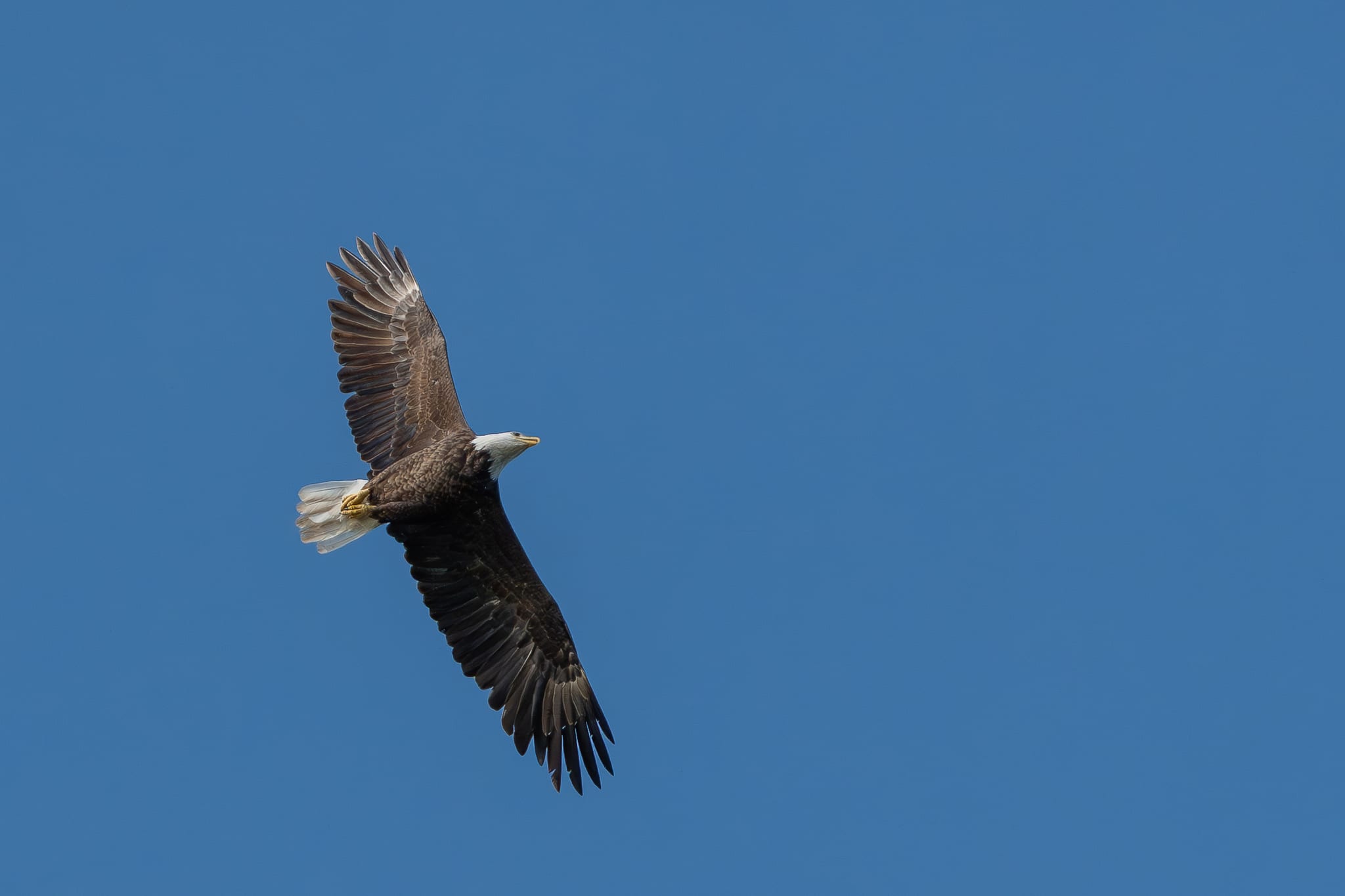 A bald eagle turning against an open blue sky