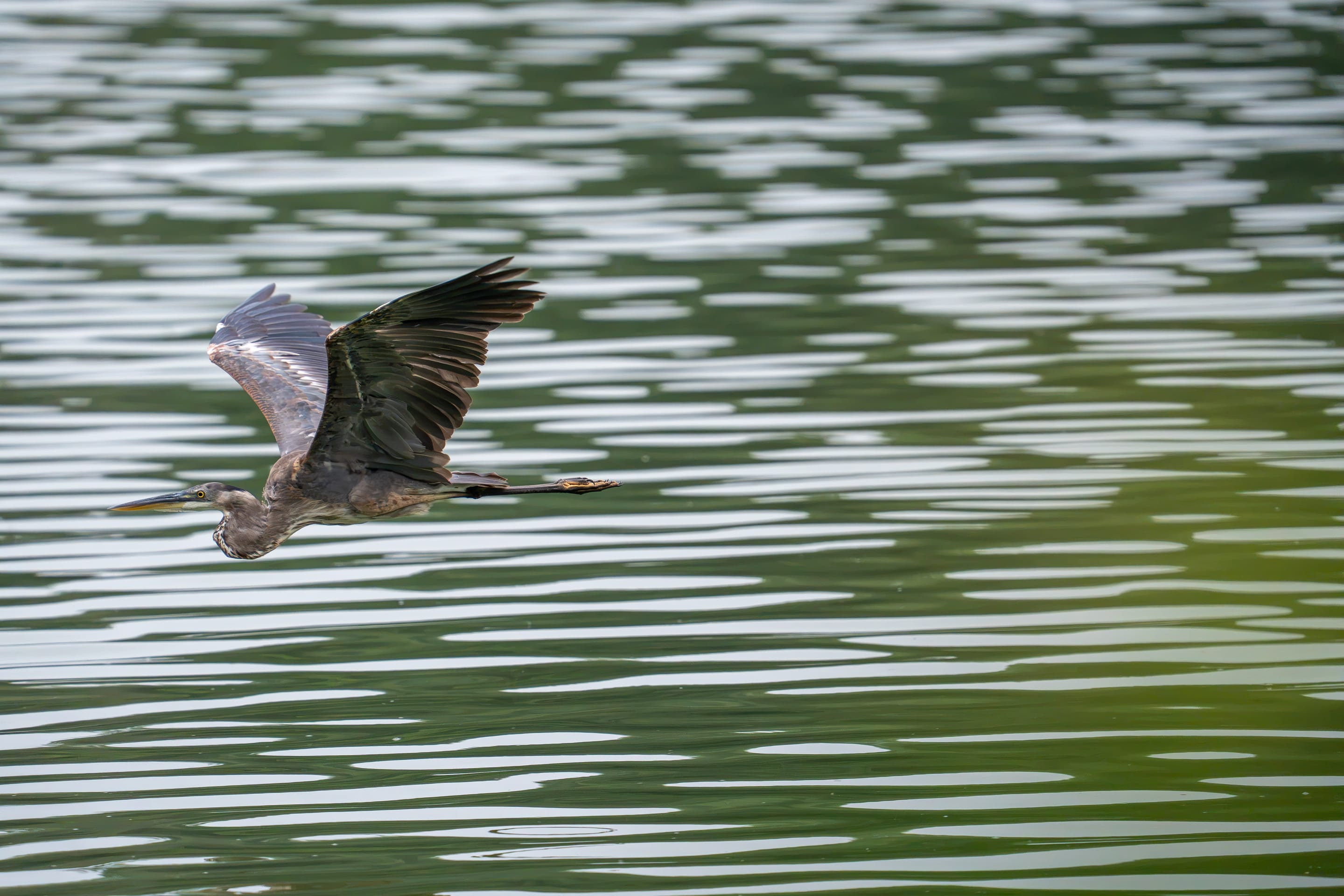 A heron flying low across rippled green water