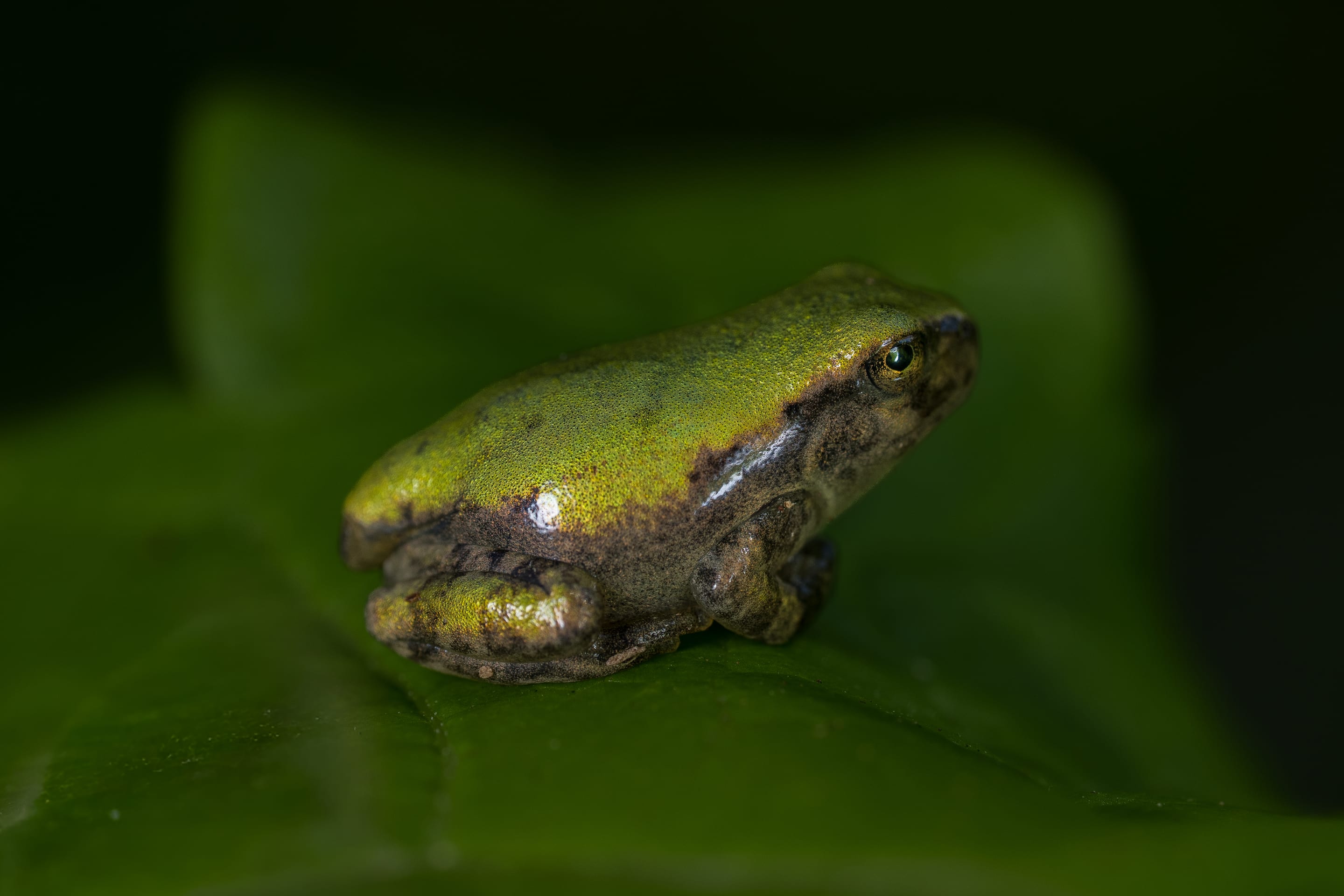 A tree frog on a leaf, lit against darkness