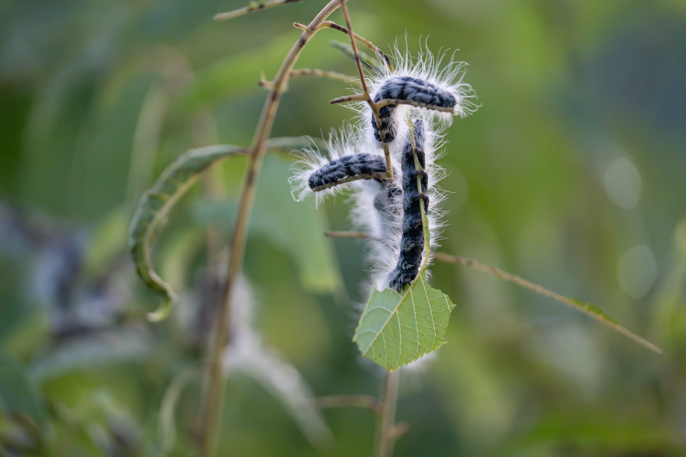 Caterpillars