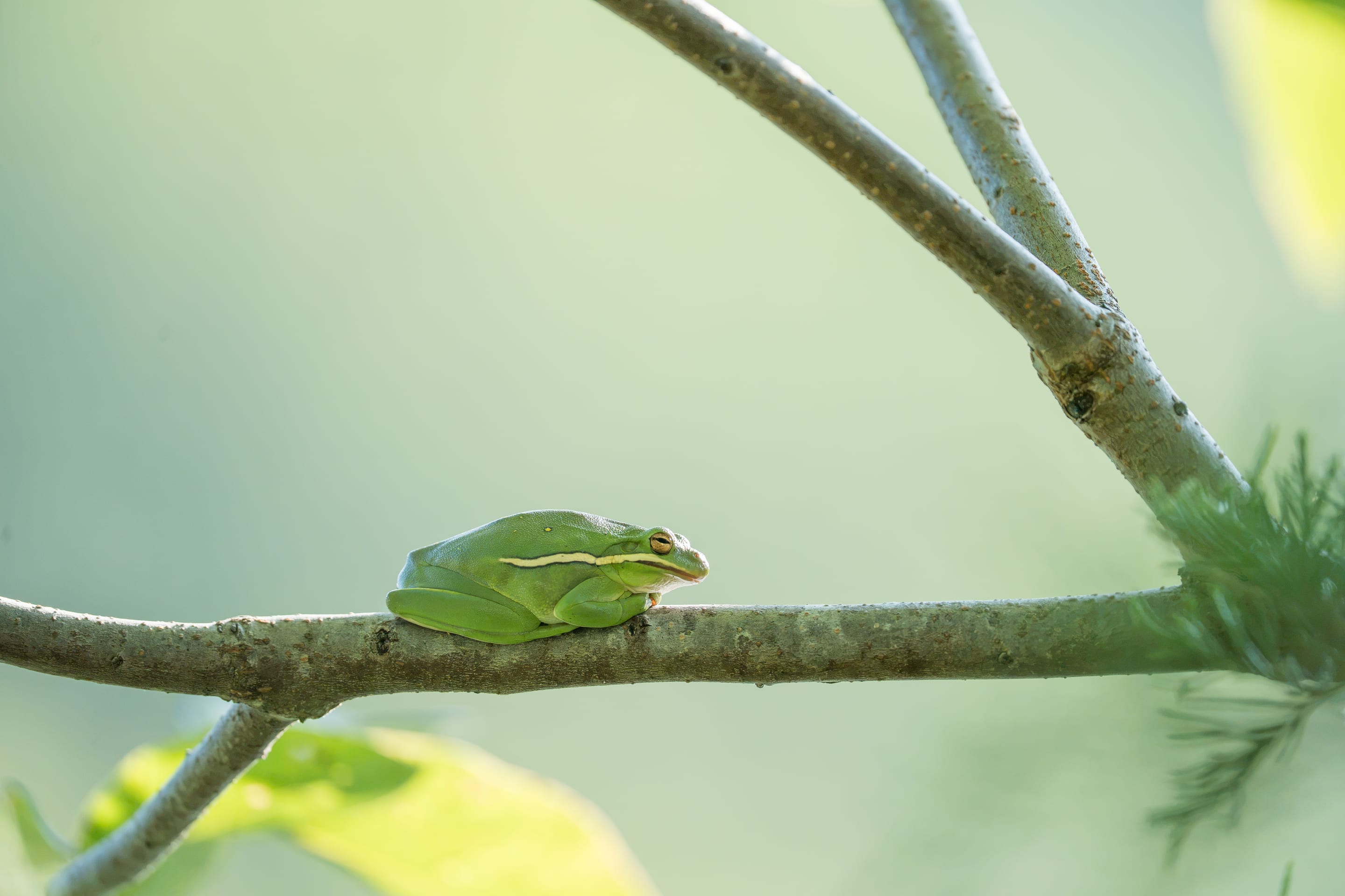 A small green tree frog resting along a branch